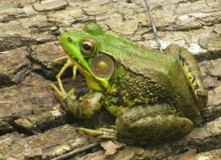 Green Frog